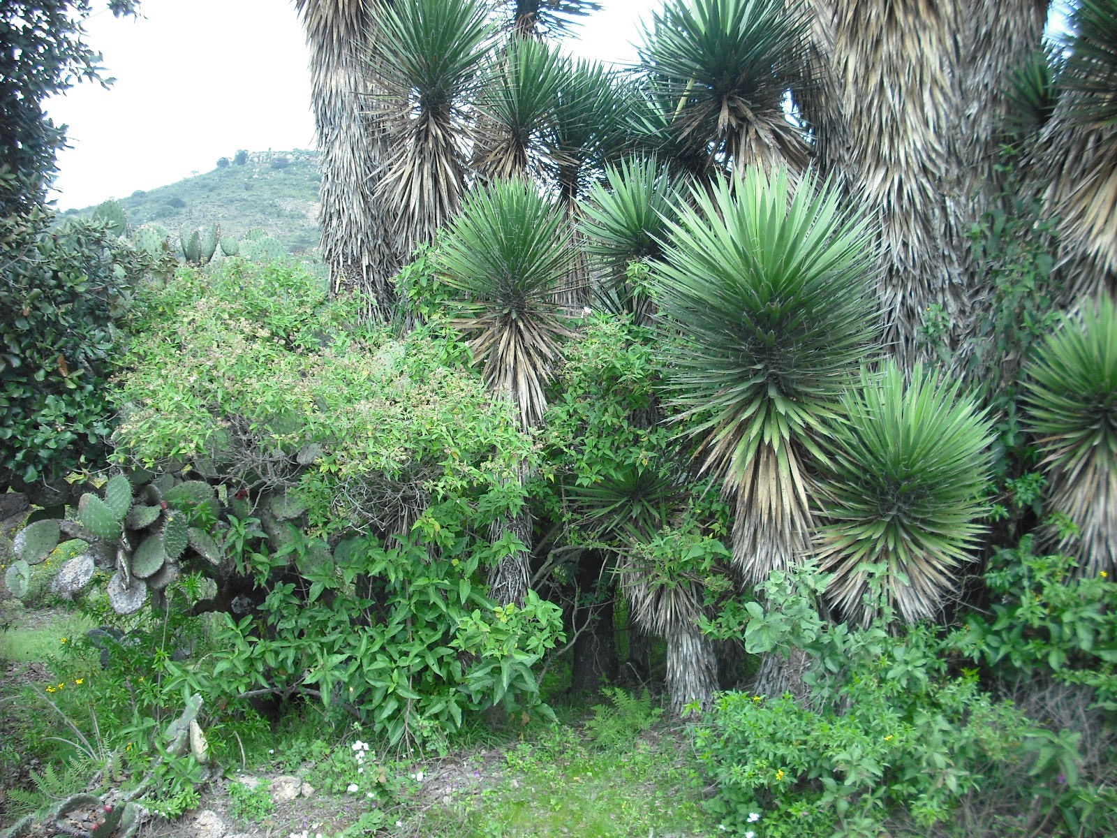 Agua cristalina brotando de un pozo subterráneo en la naturaleza